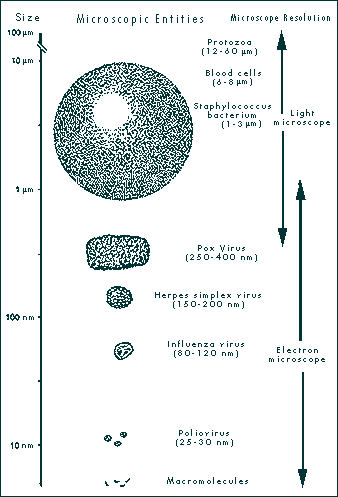 Size of microscopic entities and microscope resolution